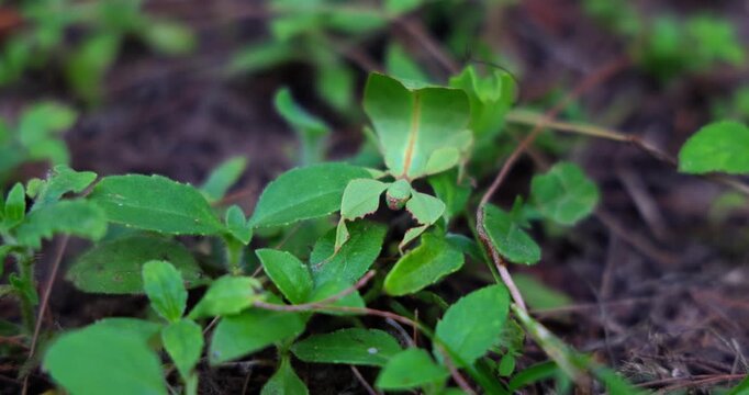 Cryptophyllium leaf insect camouflaged among vibrant green foliage. Macro close-up, natural light. Mimicry, adaptation, and hidden wildlife concept. Serene nature.