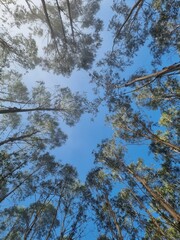 Eucalyptus forest in Galicia of Spain