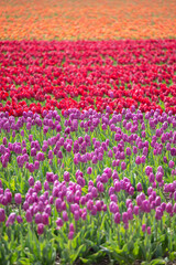 Tulip field flowers.
