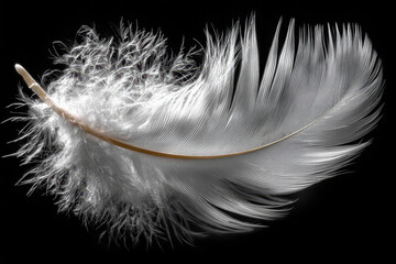 Obraz premium A single white feather isolated on a black background