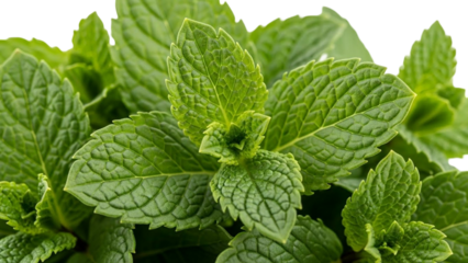 Fresh green mint leaves with vibrant color and detailed texture, perfect for culinary use or herbal remedies. leaves are crisp and aromatic, ideal for adding flavor
