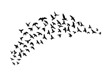 Flock of white outline birds flying isolated on transparent background for nature and freedom themes