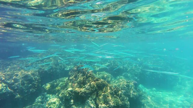 Blue-Spotted Cornetfish School Swimming Over Coral Reef in Clear Tropical Hawaiian Waters