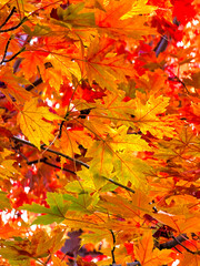 Maple leaves changing color in the fall