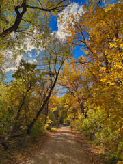 Fototapeta premium Wooded path in autumn