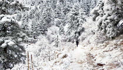 Hiker on Boulder, Colorado's Mesa Trail after a snowstorm © Jim Glab