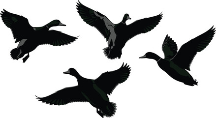Flying duck, bird silhouette, wildlife vector, wing spread, nature icon, black outline, animal motion, duck in flight, feather detail, clipart