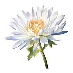 Fototapeta premium Elegant white water lily with yellow center on a white background