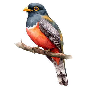 Trogon in watercolor style, vector illustration, isolated on white background.