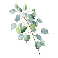 Obraz premium Elegant eucalyptus branch in soft watercolor shades on white background