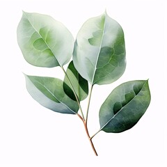 Delicate silver dollar eucalyptus branch isolated on white background