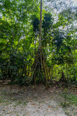 Palmera Socratea exorrhiza de la selva peruana, con raíces aéreas elevadas en el bosque tropical de Tingo María, rodeada de vegetación densa.