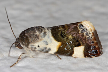 Acontia lucida, the pale shoulder, is a moth of the family Noctuidae.