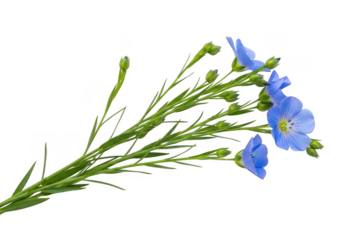 Blue flax flowers and buds isolated on transparent background for nature and botanical design