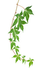 Green grape leaves isolated on white background.