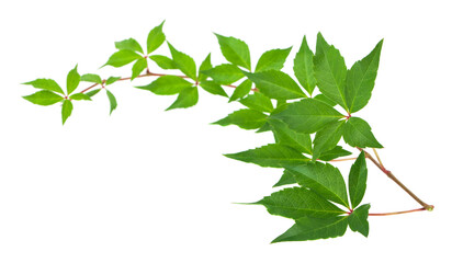 Green grape leaves isolated on white background.