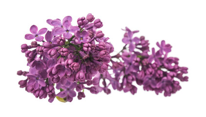 Lilac flowers isolated on white background.