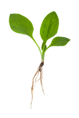 Plantain isolated on white background.