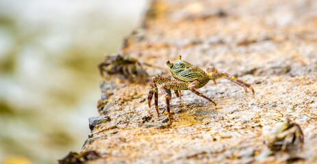Crab on the beach runs along the pier. Exotic animals in resort places. The concept of a beach holiday in the tropics.