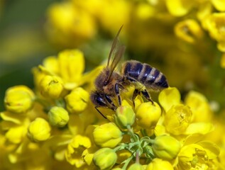 bee or honeybee Apis Mellifera on yellow flower