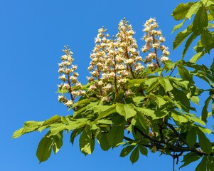 horse chestnut flowers in latin Aesculus hippocastanum
