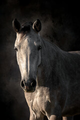 Portrait of elegant white horse on painted background. Studding portrait capture, and fine details of the horse. Fine art photography