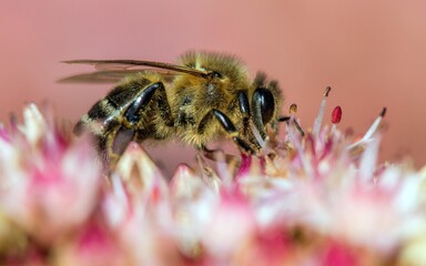 bee or honeybee in Latin Apis Mellifera on flower