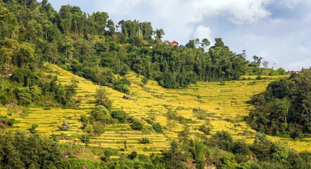 rice or paddy fields in Nepal Himalaya mountain