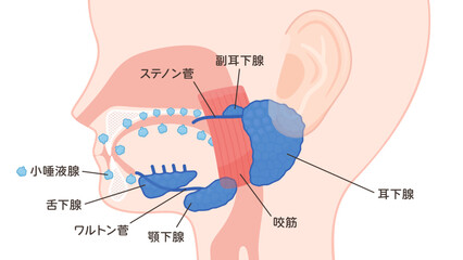 唾液腺のイラスト_詳しい名前あり