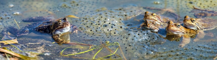 European Common brown Frog Rana temporaria group eggs
