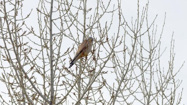 Common kestrel (Falco tinnunculus) sitting in a tree during winter season. Beautiful hunting bird in Germany. It counterbalances the movement of the tree with its head. Animal looking at camera.