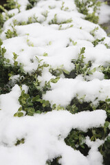 Fresh Green Shrubs Covered in First Winter Snow