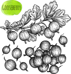 Gooseberries branch and berries ink sketch.