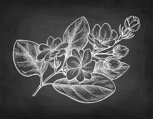 Jasmine Sambac Maid of Orleans branch chalk sketch