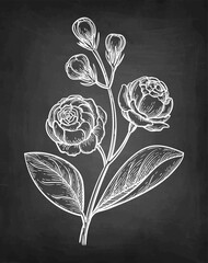 Jasmine Sambac Grand Duke of Tuscany chalk sketch.