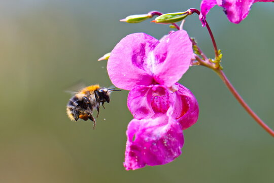 Dr&uuml;siges Springkraut (Impatiens glandulifera) mit Ackerhummel