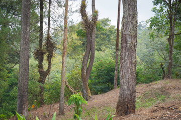 Trees in the forest. Natural forest environment