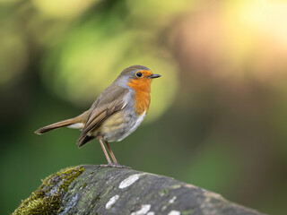 Fototapeta premium Robin bird perched on mossy branch in forest, wildlife photography