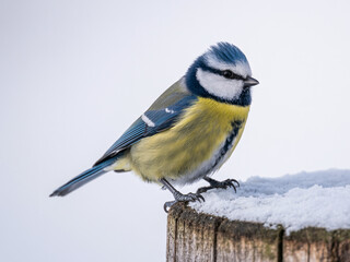 Obraz premium Blue tit bird perched on snowy wooden fence in winter landscape