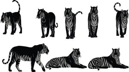Stylized Black and Gray Tiger Vector Illustration Set, Majestic Wild Animal Collection in Various Poses for Wildlife, Zoo, and Asian Design Graphics