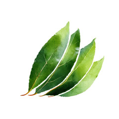 Obraz premium Watercolor a cluster of fresh green bay leaves isolated on transparent background