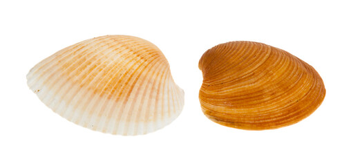 Seashells isolated on white background.