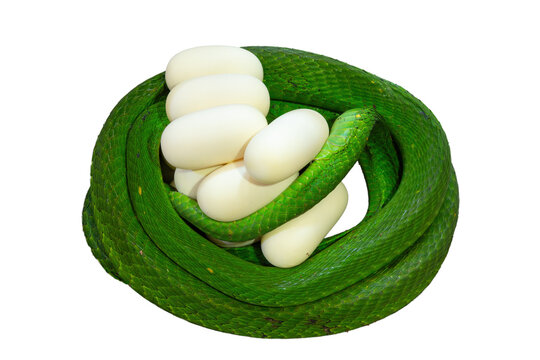 A highly venomous eastern Green mamba (Dendroaspis angusticeps), laying its eggs. Against a white background