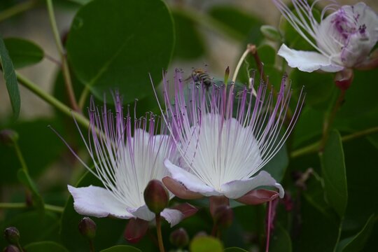 Delicate caper flower blooming with long purple stamens on a dark background.