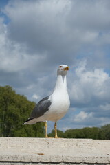 Seagull standing on a ledge with cloudy blue sky and distant green trees in the background