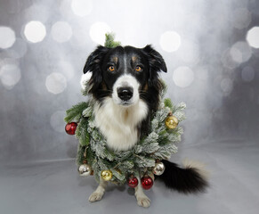 Border collie dog celebrating christmas with a decorative garland. Isolated on grey defocused background