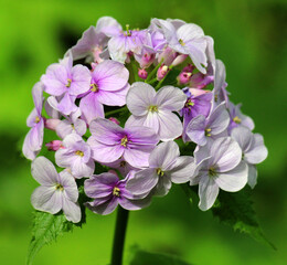 Lunaria rediviva blooms in the forest in spring