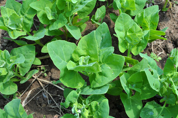 Edible plant garden orach (Atriplex hortensis) grows in spring