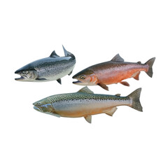 Obraz premium Three Salmon Fish on Black Background aquatic seafood