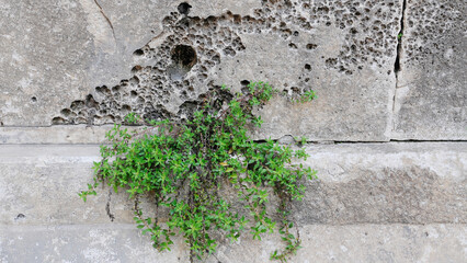 Naklejka premium Plant, tiny-leafed, hangs from crevice of ancient, textured stone wall